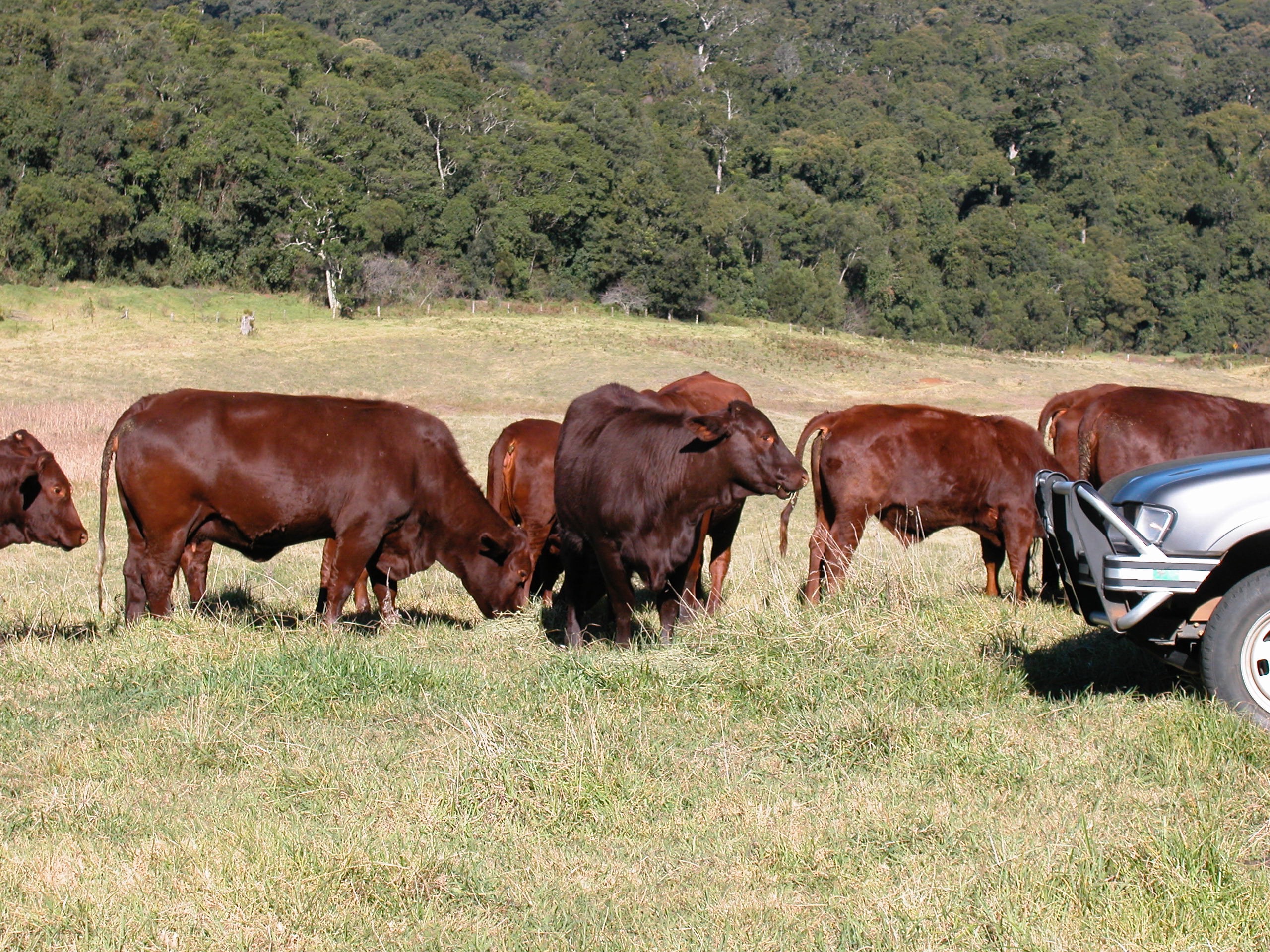 Santa Gertrudis Photos